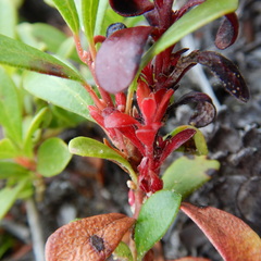 Exobasidium uvae-ursi