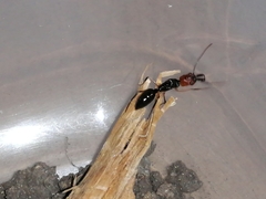 Odontomachus erythrocephalus