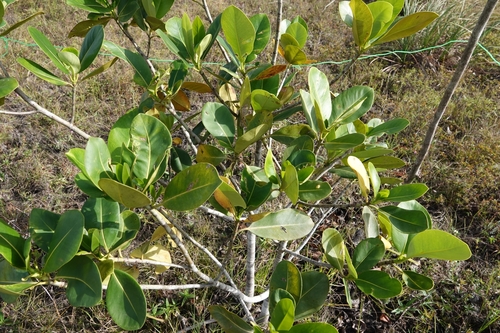 Foto de Abaneiro