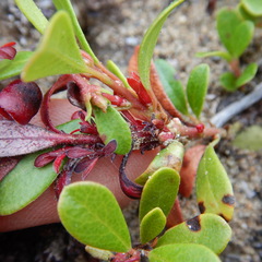 Exobasidium uvae-ursi