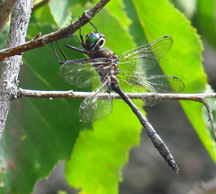 Somatochlora elongata