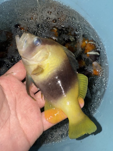 Barred Soapfish