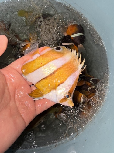 Brown-banded Butterflyfish