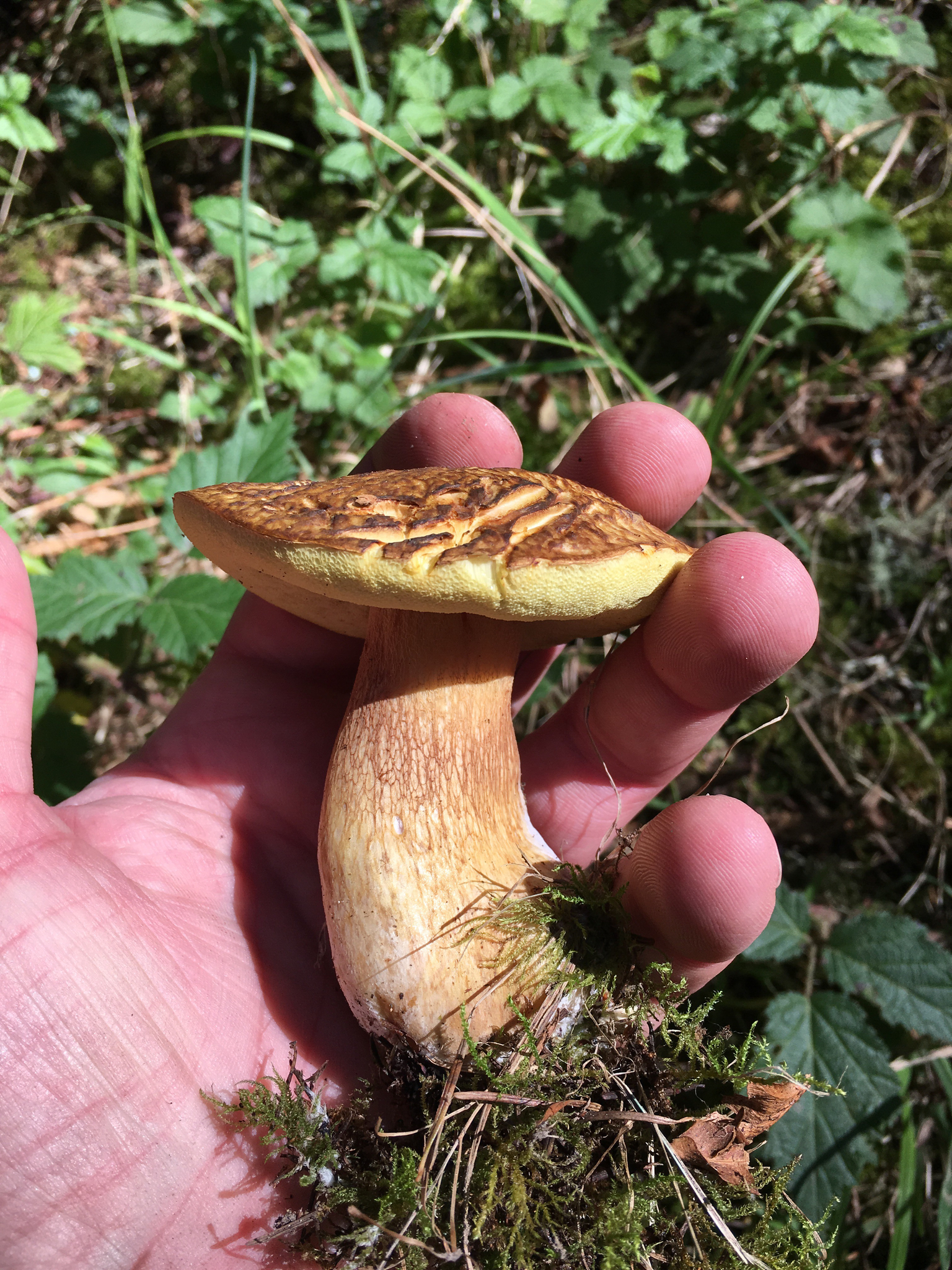 Boletus fibrillosus image