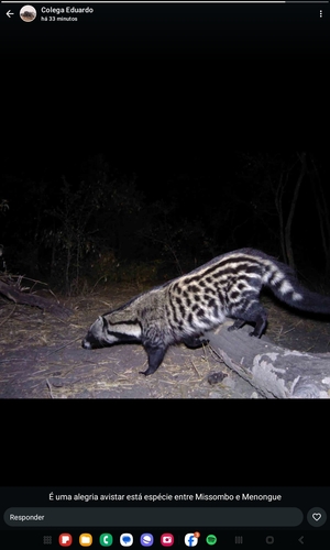 African Civet