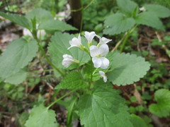 Cardamine trifida