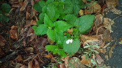 Lamium album