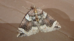 Eulithis xylina