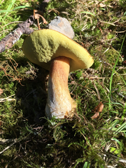 Boletus fibrillosus