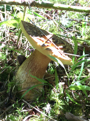 Boletus fibrillosus