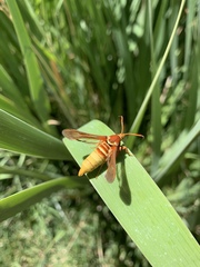 Paranthrene robiniae