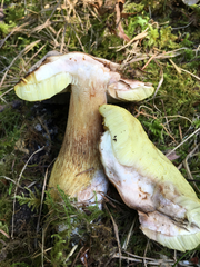 Boletus fibrillosus