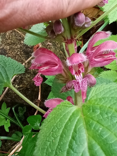 Image of Lamium orvala by (c) olrett, some rights reserved (CC BY)