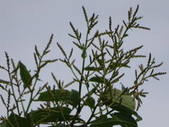 Terminalia paniculata