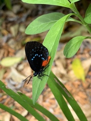 Eumaeus atala