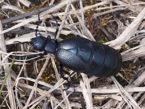 Black oil beetle