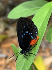 Eumaeus atala