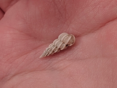 Epitonium humphreysii