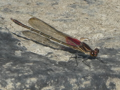 Hetaerina americana