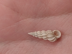 Epitonium humphreysii