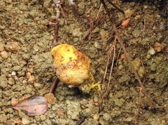 Scleroderma flavidum