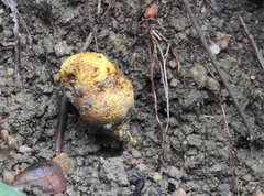 Scleroderma flavidum