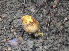 Scleroderma flavidum