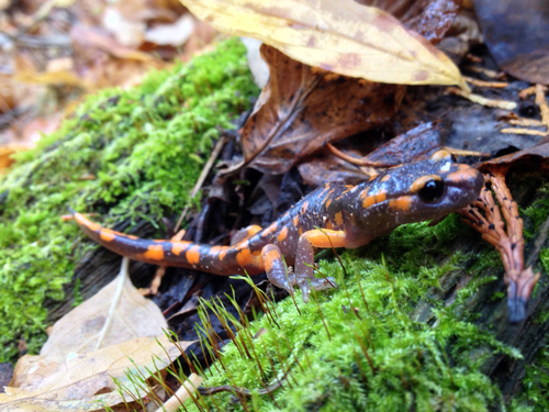 iNaturalist observation photo of Sierra Nevada Ensatina