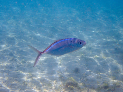 Bar jack (Caranx ruber) — Carangidae — 2