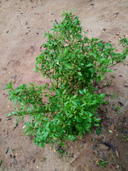 Ocimum basilicum