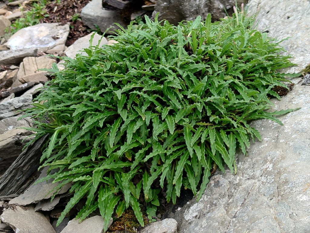 Saussurea balangshanensis