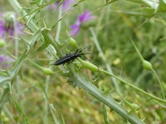 Agapanthia suturalis
