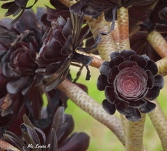 Aeonium percarneum