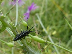 Agapanthia suturalis