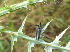 Agapanthia suturalis