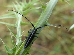 Agapanthia suturalis
