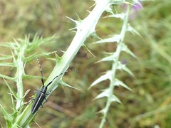 Agapanthia suturalis