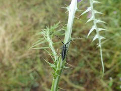 Agapanthia suturalis