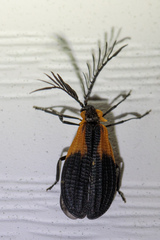 Caenia dimidiata