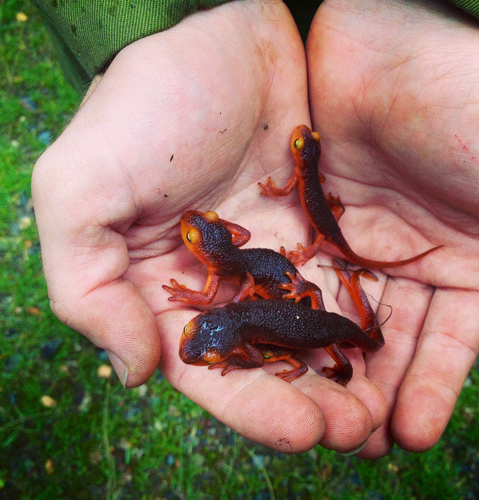 iNaturalist observation photo of Sierra Newt
