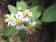 Aster baccharoides