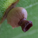 Kernel Flower Gall Wasp - Photo (c) Tony Iwane, some rights reserved (CC BY-NC), uploaded by Tony Iwane