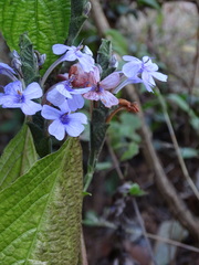 Eranthemum roseum
