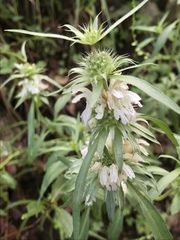 Monarda citriodora austromontana