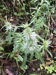 Monarda citriodora austromontana
