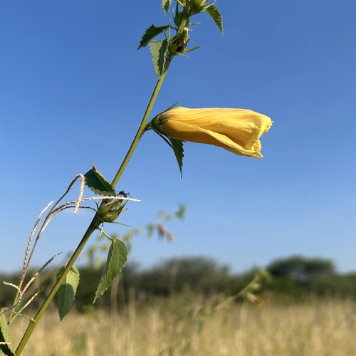 Dongola Hibiscus (Hibiscus dongolensis)