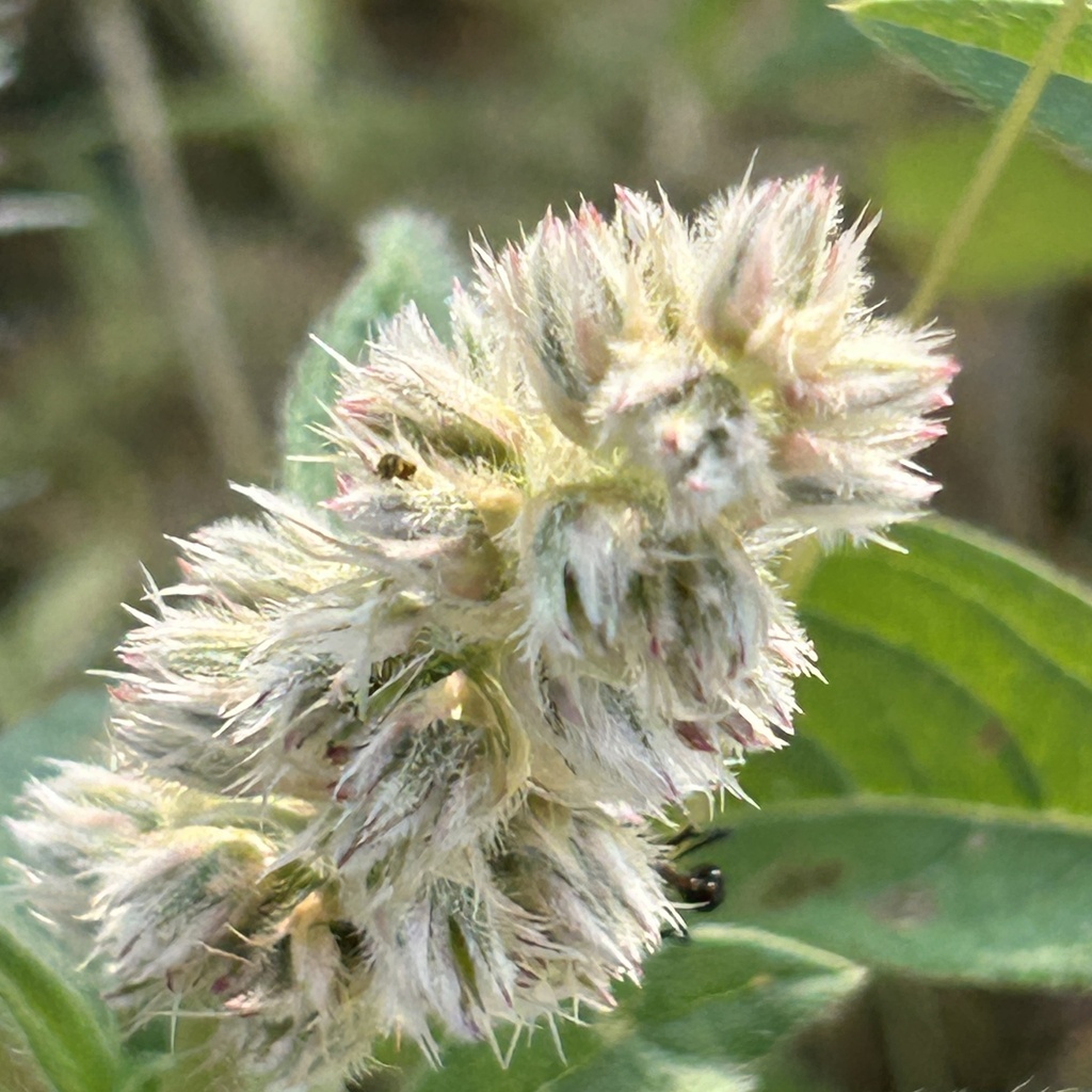 Cyathula orthacantha (Cyathula orthacantha)
