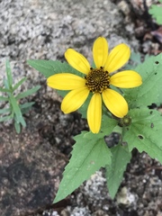 Heliopsis parvifolia