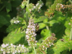 Merodon constans
