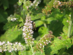 Merodon constans